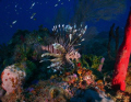   Lion fish View Rincon Beach Puerto Rico  